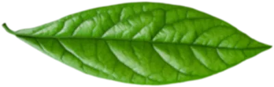 Hoja-1 Hoja-1