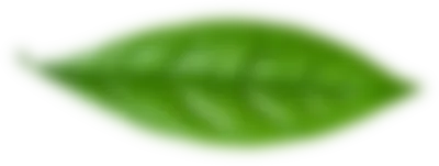 hoja-2 hoja-2