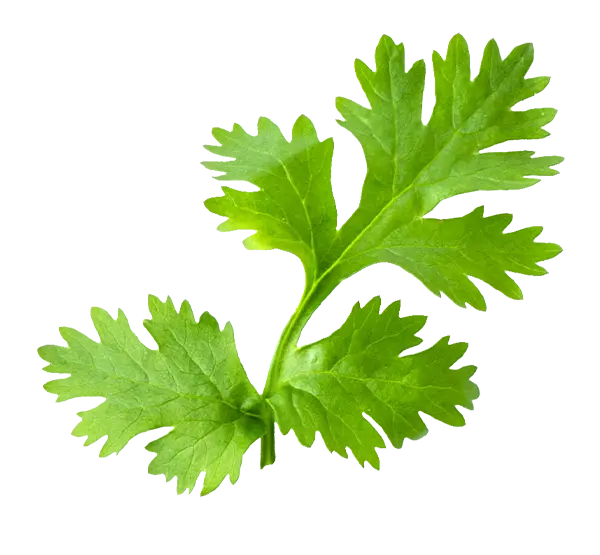 cilantro1