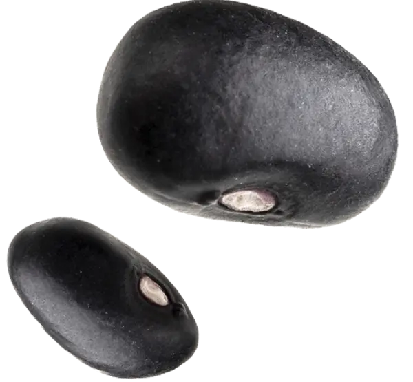 frijoles