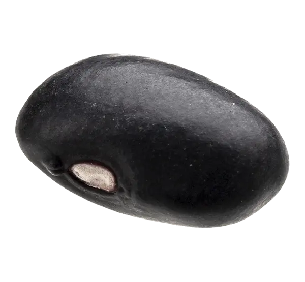 frijoles1